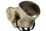 Polished Fossil Mosasaur Vertebra w/ Metal Stand - Texas #350975-1
